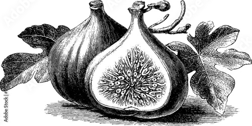 Vintage engraved illustration of ripe fig cut in half for retro design projects
