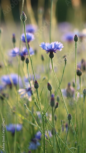 Botanical Close-ups of Nature