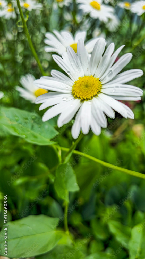 Fototapeta premium A close-up of a daisy with white petals and a yellow center against a background of green grass. Drops of water are visible on the petals