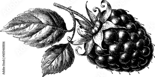 Vintage engraving of a single raspberry with leaves - perfect for retro design and decor