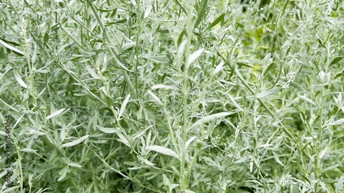 Provence wormwood, Artemisia