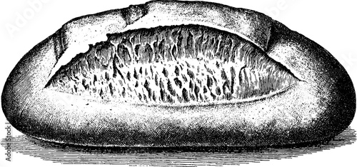 Vintage engraving of sourdough loaf with cracked crust for bakery design and decor