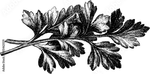 Vintage hand-drawn engraving of parsley sprig for culinary and botanical designs
