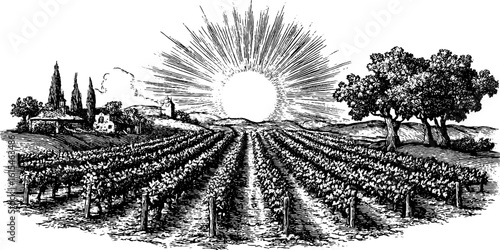 Vintage vineyard rows under radiant sunlight: hand drawn engraving for retro design and decor