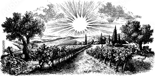 Engraved illustration of vineyard row under sunlight in rural landscape