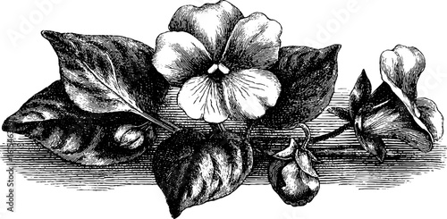 Engraved wild violet with heart design for vintage botanical art