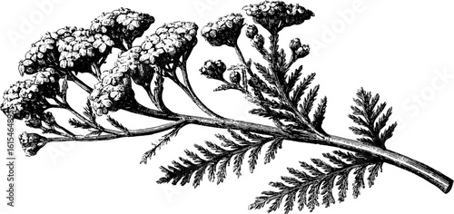 Vintage engraved illustration of yarrow sprig for botanical design