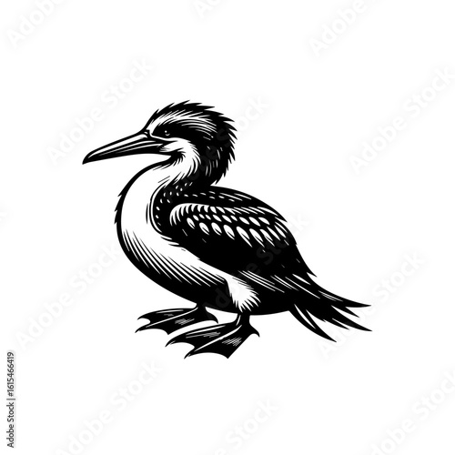 A vintage illustration of a seabird isolated on white background