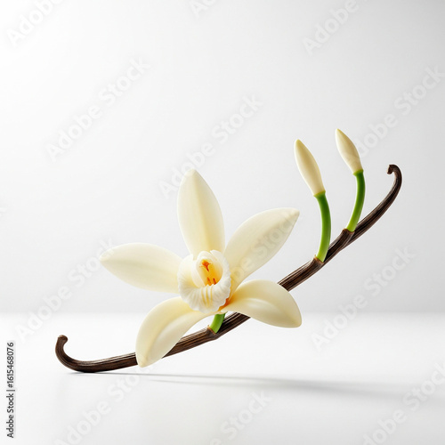  Vanilla Orchid and Pods on White