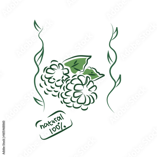 Vector icon of raspberry and plant on background in doodle style. Vector logo of raspberry in doodle style. Only proper nutrition. Also this illustration can be used as a sticker for products.