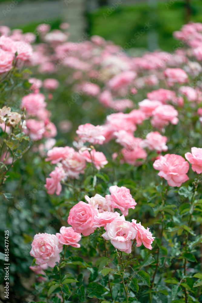 Beautiful pink roses in a rose field with bokeh effect Beautiful pink roses in a rose field with bokeh effect