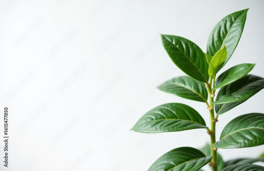 Fototapeta premium Green plant with glossy leaves on a white background creating space for text or design elements