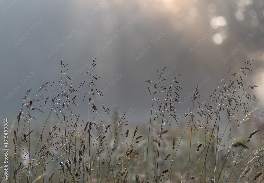 Obraz premium Delicate Morning Dew on Wild Grass in Soft Light