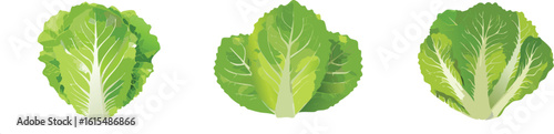 Romaine lettuce vector illustration set - green salad vector set