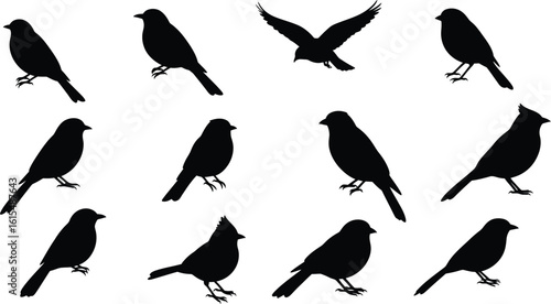 Schilderij op canvas Flock of Birds Silhouettes in Various Poses flying