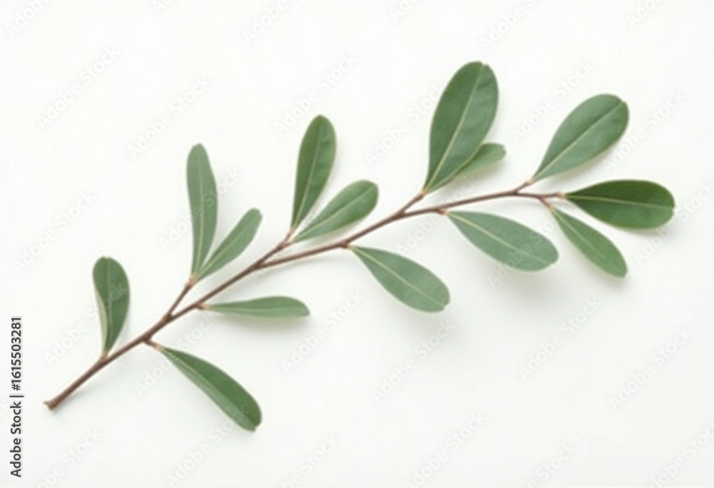 Fototapeta premium Minimal Green Leaves on White Background