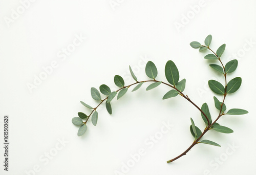 Wallpaper Mural Minimal Green Leaves on White Background Torontodigital.ca