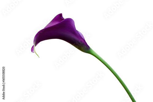 a single purple flower is in a vase