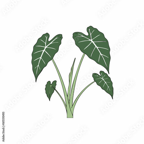 Vibrant Illustration of a Taro Plant with Detailed Leaves