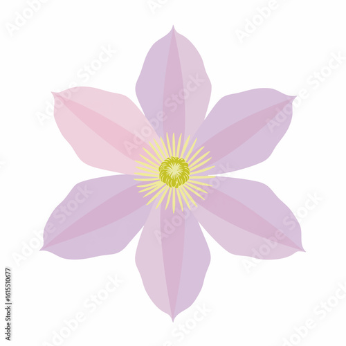 Delicate Pastel Clematis Blossom in Full Bloom