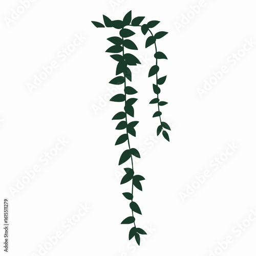 Cascading dark green vine with teardrop leaves, stylized botanical illustration