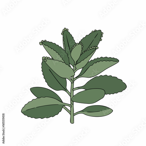 Illustrated Kalanchoe Pinnata Plant with Detailed Leaves and Buds