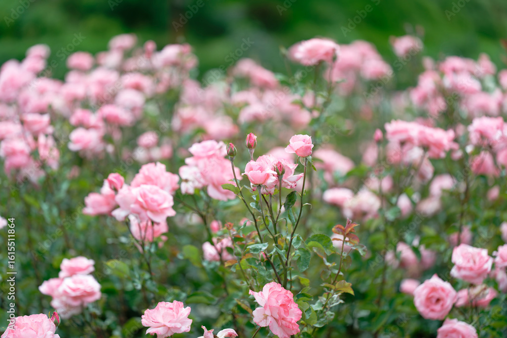 Beautiful pink roses in a rose field with bokeh effect Beautiful pink roses in a rose field with bokeh effect
