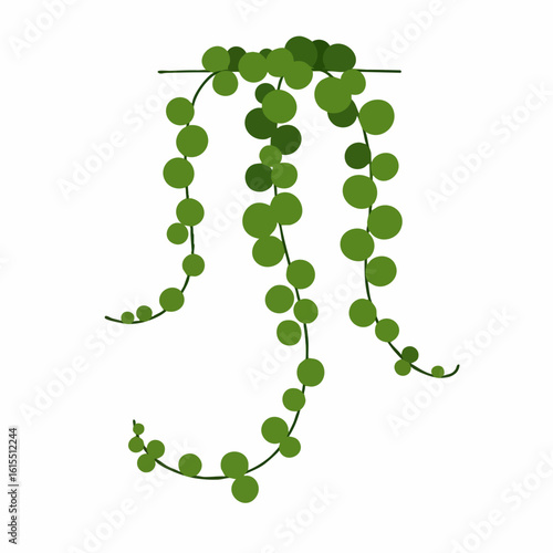 String of Pearls Plant Illustration with Trailing Green Spherical Leaves