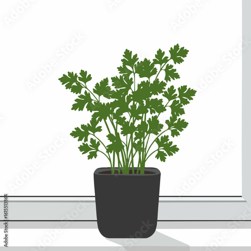 Fresh Parsley Plant in a Dark Pot on a Bright Window Sill