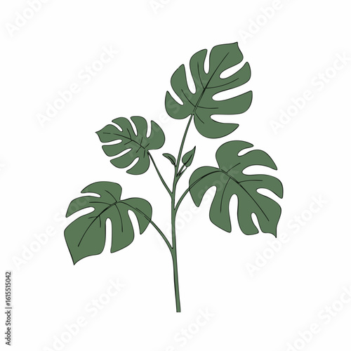 Stylized Monstera Deliciosa Plant with Distinctive Fenestrations and Upward Growth