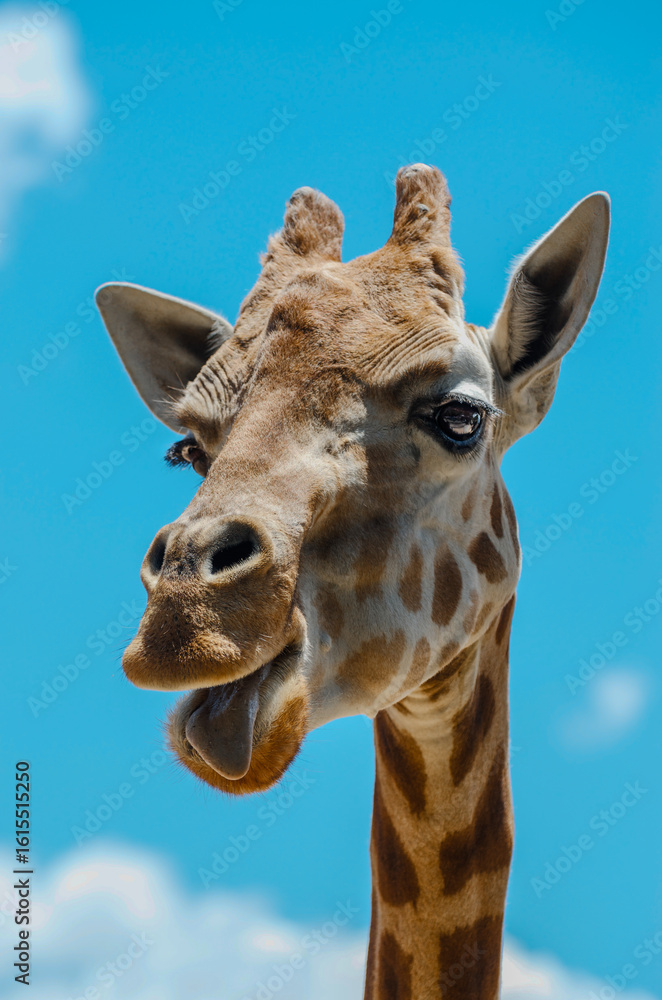 Naklejka premium Happy giraffe at Sydney Zoo