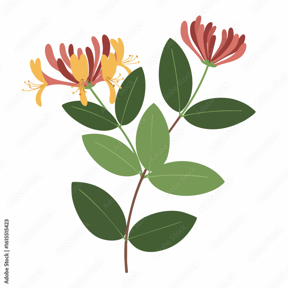 Fototapeta premium Honeysuckle Branch with Yellow and Red Flowers and Green Leaves Illustration