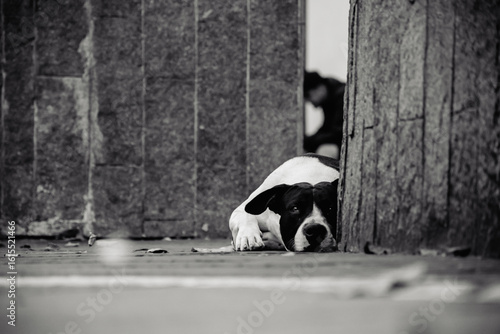 The Street Dog