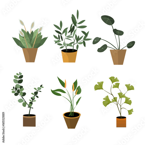 Indoor Potted Plant Botanical Vector Set Collection Illustration