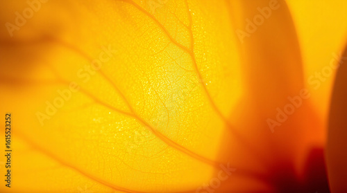 Wallpaper Mural Vibrant close-up of a leaf with rich yellow and orange hues, glowing in natural light. Torontodigital.ca