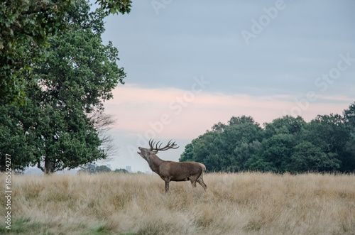 A red deer stag stands in a field of tall grass, bellowing during the rutting season to attract mates and assert dominance.