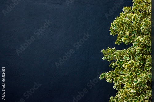 Mistletoe Fig on a black cement wall background