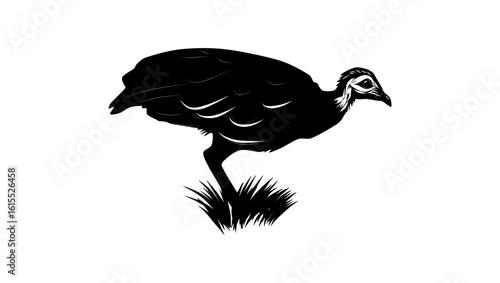 Dusky Megapode bird, black isolated silhouette