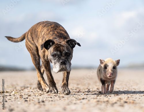 Mini Pig and a dog
