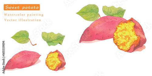 水彩で描いたサツマイモと葉っぱのベクターイラスト素材セット