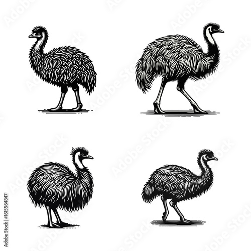 Emu hand draw engrave icon design black white