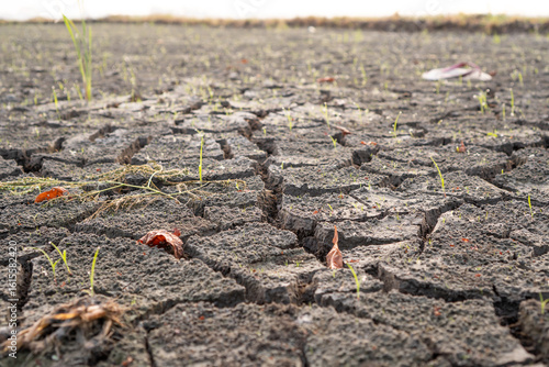Canvas Print Close Up Of Cracked Dry Earth With Sparse Seedlings