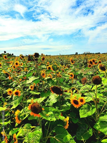 Sunflower Field