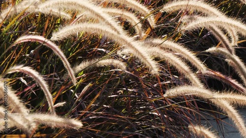Wallpaper Mural Detailed view of soft, feathery beige plumes of ornamental grass lit by sunlight, with contrasting reddish-purple leaves in the background. No people, warm natural textures and colors. Greece Torontodigital.ca