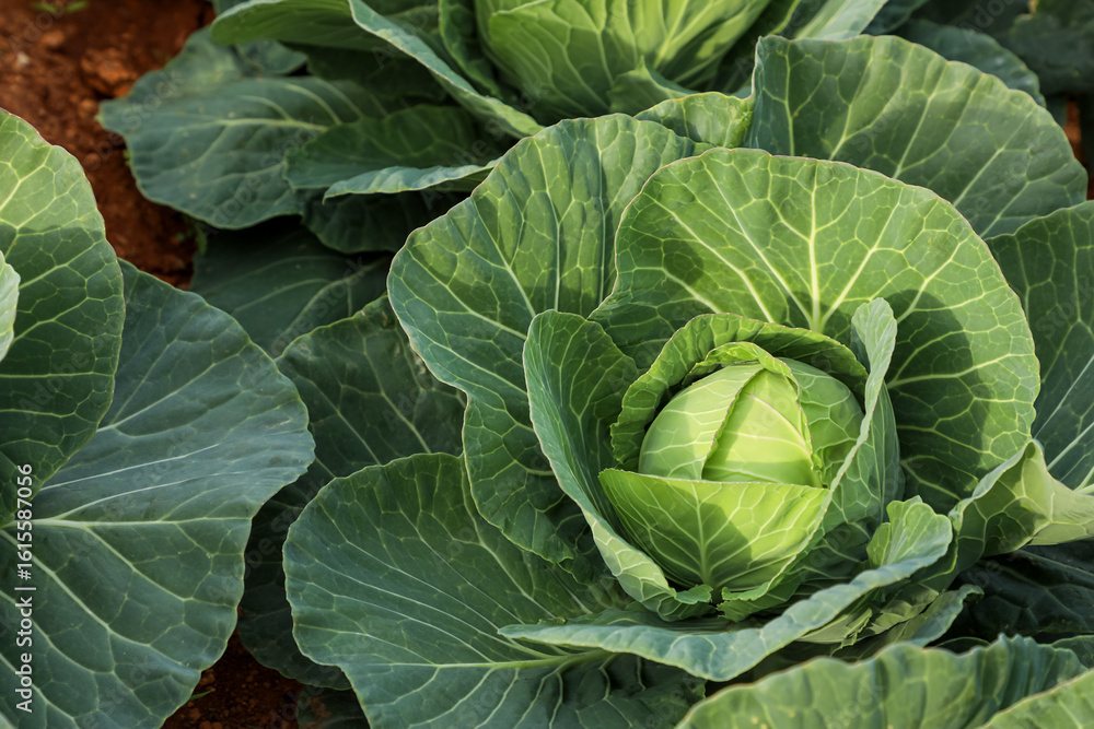 Fototapeta premium Lush white cabbage thriving in sunlit farmland, showcasing vibrant leaves and healthy growth—ideal for illustrating organic farming and rural agriculture. Part of the “Agriculture” series.