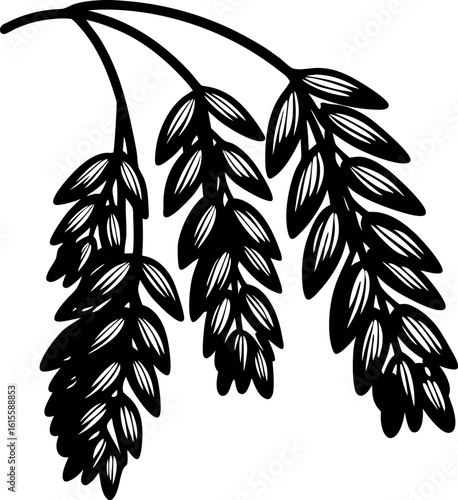 Botanical illustration of mature oat grain stalk with detailed leaves and seeds in vintage black and white