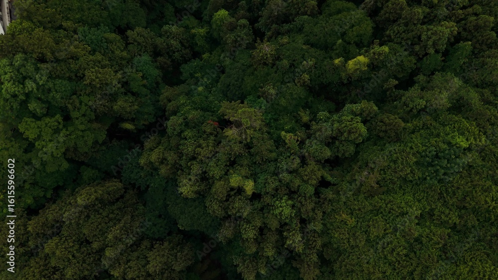 Naklejka premium Top view of the green treetops. Drone view of the picturesque nature
