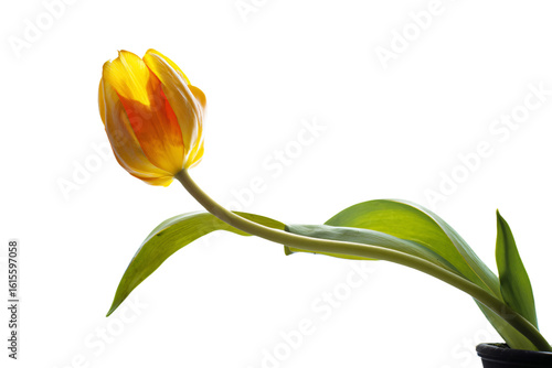 a single yellow tulip in a black vase