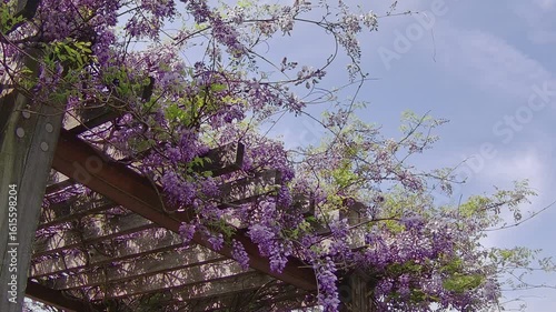 風に揺れる藤棚と青空
