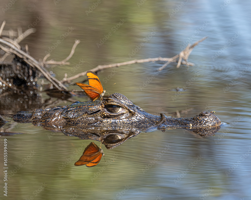 Fototapeta premium Encounter on the Rio Negro – Southern Pantanal A vibrant orange butterfly rests gently on the head of a Pantanal caiman, a delicate contrast of strength and grace. Both are mirrored in the calm, murky